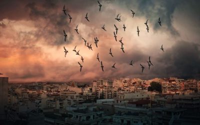 The Pigeons of Saint Demetrius