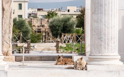 How to Adopt a Greek Stray