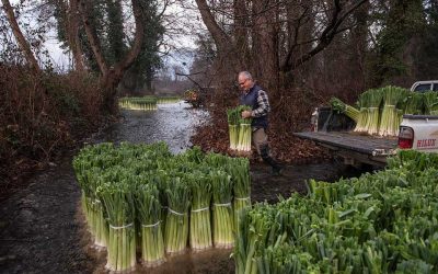How Traditional Leek Cultivation Became the Daily Bread of Farmers in Dorothea