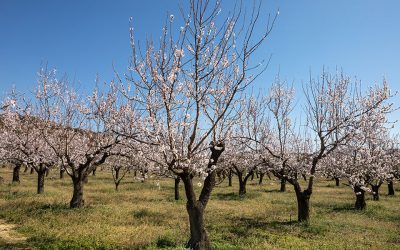 By the Almond Trees of the River Strymonas
