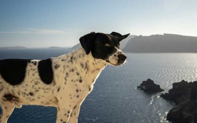 Aegina Strays: No Dog Without a Home