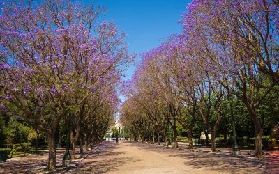 Celebrating the Blossoms of a Greek Spring in Athens
