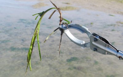 The Marine Gardeners Reforesting Our Seas