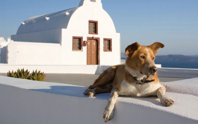 Animal Welfare Bill to Help Eliminate Greek Strays Put to Vote