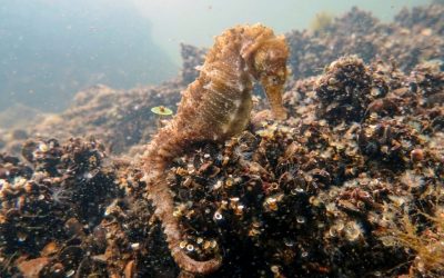 Divers Spot Endangered Seahorses in Greek Lagoon
