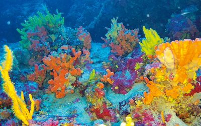 7,500-Year-Old Coral “Hidden” in the Aegean