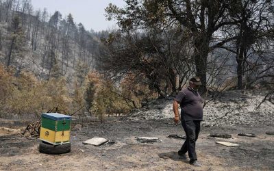 Pine Honey of Evia Threatened as Wildfires Destroy Hives and Forests