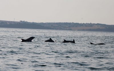 Tracking the Dolphins of Thessaloniki