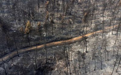 Archbishop Elpidophoros: $1 Million Donations for Fire Victims