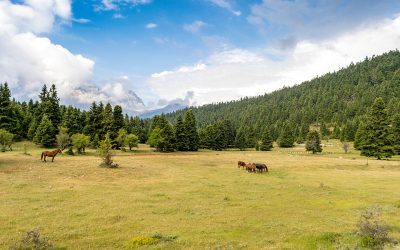 Walking in Greece: Pavliani Forest and Recreational Park