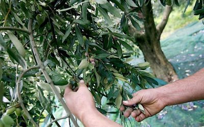 Yale Launches New Study on the Health Benefits of Olives
