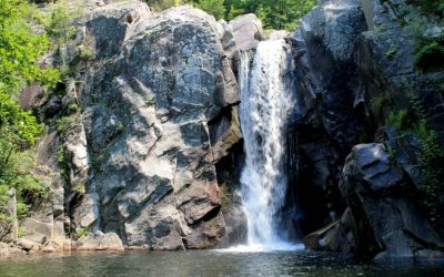 Campaign for Virgin Forest to be Added to UNESCO List