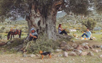 Aegina: Cycling and Picnicking Among the Olive Trees