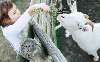 Open Farm Days Event Program Announced