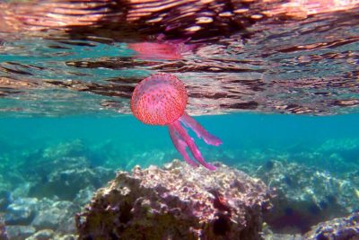 Proliferation of Purple Jellyfish Observed in Parts of Aegean