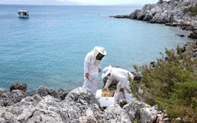 Rock Honey: Kalymnos’ Sweetest and Rarest Product
