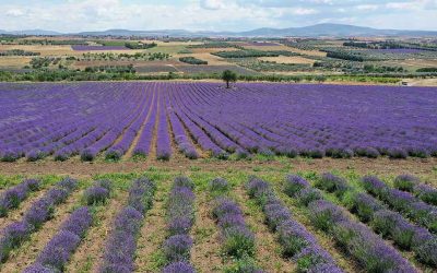 Fields of Purple: Lavender in Full Bloom in Northern Greece