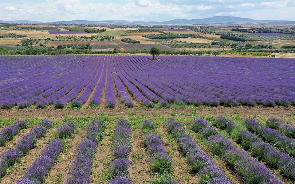 Fields of Purple: Lavender in Full Bloom in Northern Greece - Greece Is