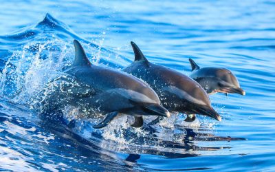 The Dolphins in the Greek Seas: Surviving, Despite Challenges