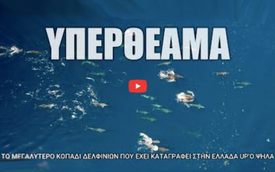 Watch: Drone Camera Captures Dolphins of Greece