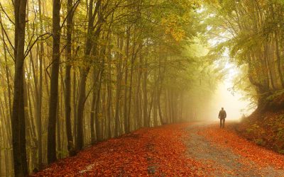 Fall in the Forest: Images of Greece Now