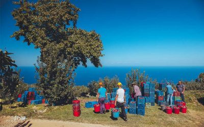 Apple…mania in Zagora, Southern Thessaly