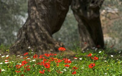 The Ultimate Guide to Greek Easter