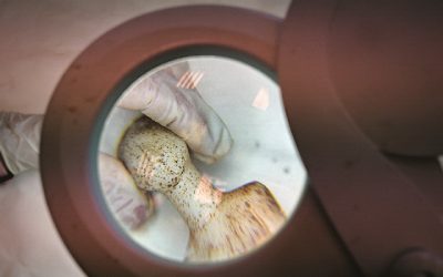 Naxos Castle to House Three New Museums