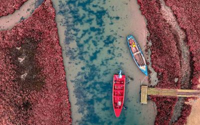 Wetland Paradise: A Journey to the Evros Delta