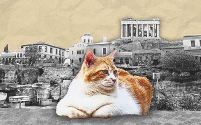 The Acropolis Cat that Became a Landmark on Google Maps