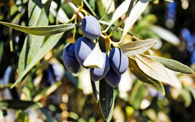 Cretan Olive Oil: The “King of Foods” for Tourists and Locals