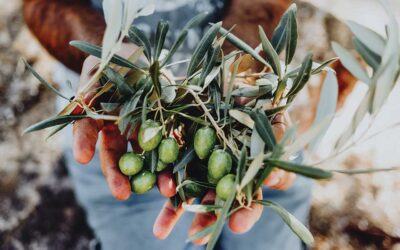 Is Olive Oil Really Better for Us Than Other Plant Oils?