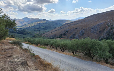 Cretan Extra Virgin Olive Oil Gets New PGI Quality Status