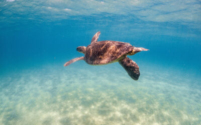 Greece Moves Forward with Two New National Marine Parks