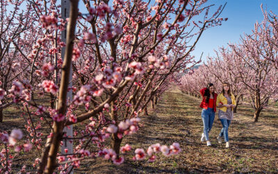 Pretty in Pink: Peach Blossoms Return to Veria